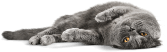Gatinho deitado